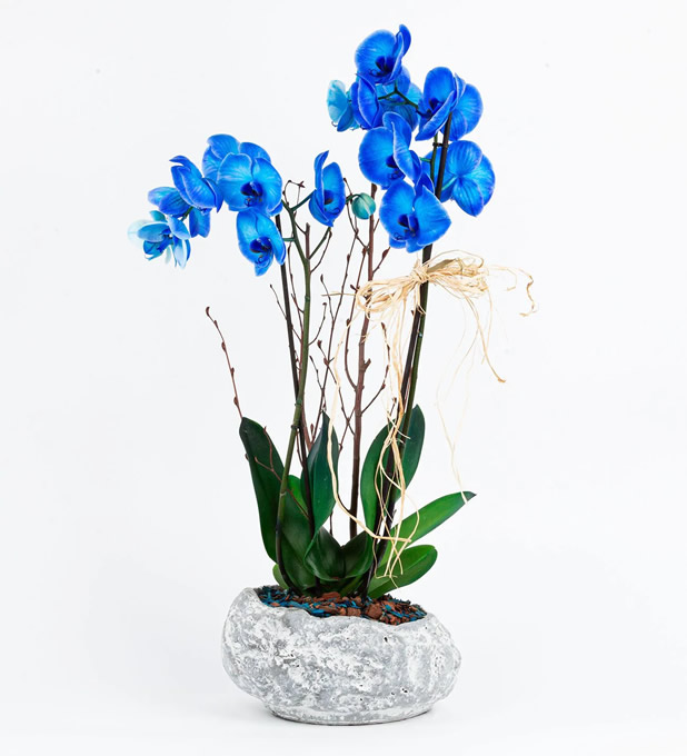 3-dalli-mavi-orkide